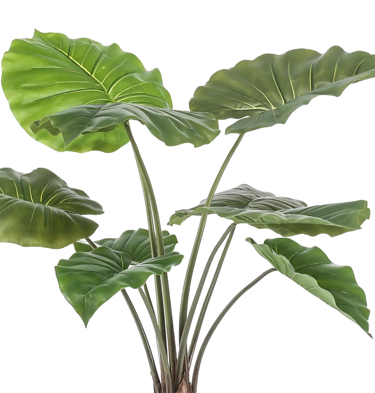 Künstliche Alocasia | Elefantenohr | +/- 70cm | ø 12cm Topf