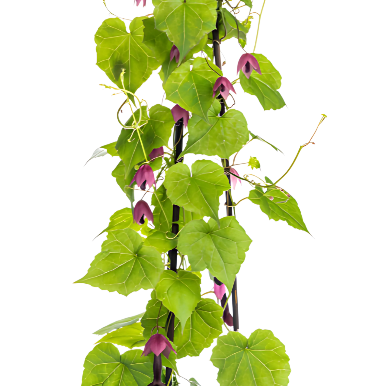 Rhodochiton atrosanguineum “Purple Bells” (4 Stück) | Purpurglöckchen | +/- 60cm | ø 13cm 
