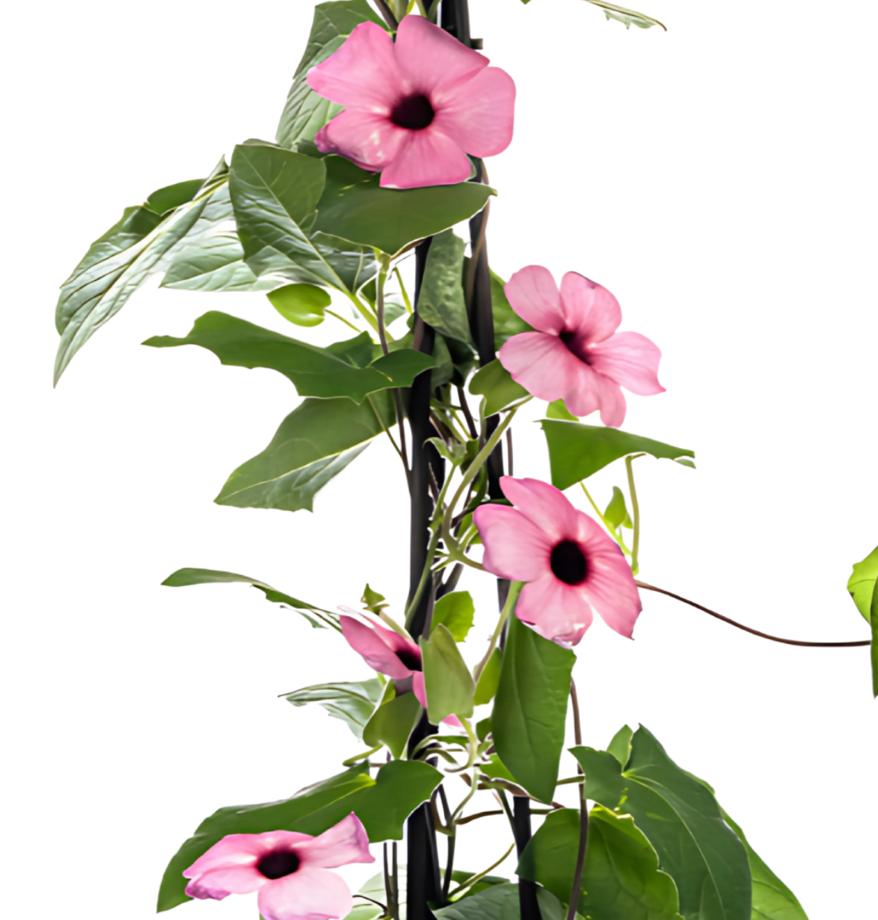 Thunbergia alata “Sunny Susy Rose Sensation” | Schwarzäugige Susanne | +/- 60cm | ø 13cm