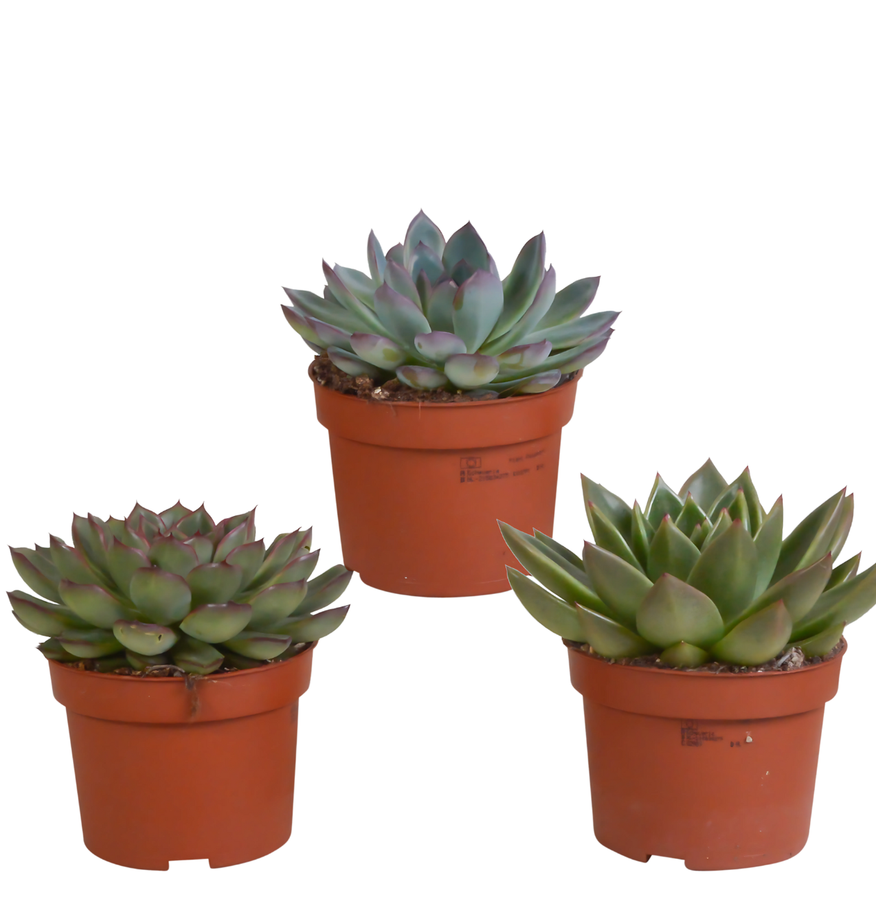 Echeveria 3er-Set (Ohne Topf) | Sukkulenten Mix | +/- 12-20cm | ø 10,5cm Topf