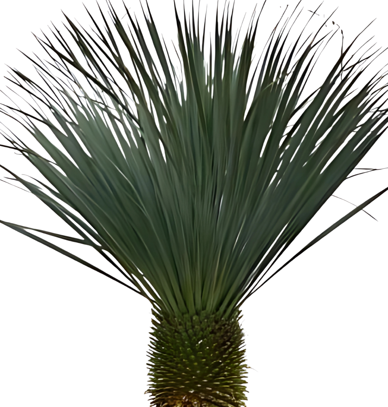 Yucca rostrata | Blaue Palmlilie | +/- 160cm | ø 50cm