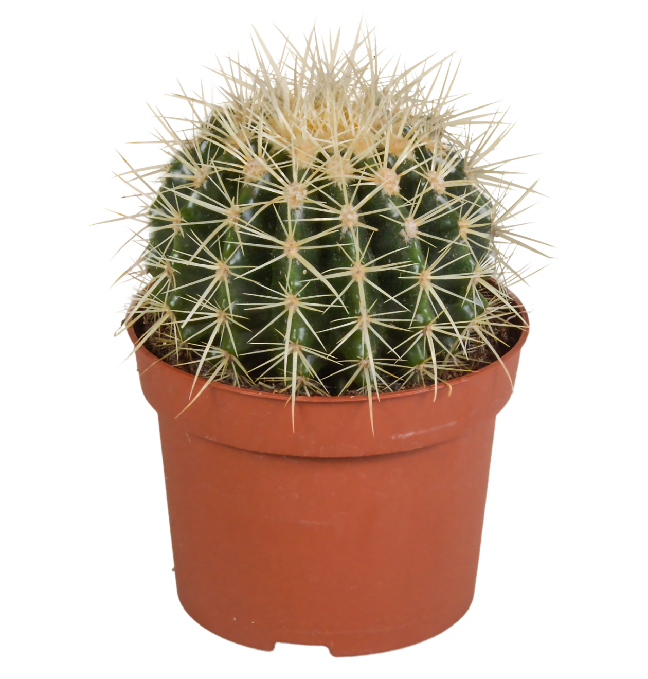 Echinocactus Grusonii | Goldkugelkaktus | +/- 20-30cm | ø 12cm Topf