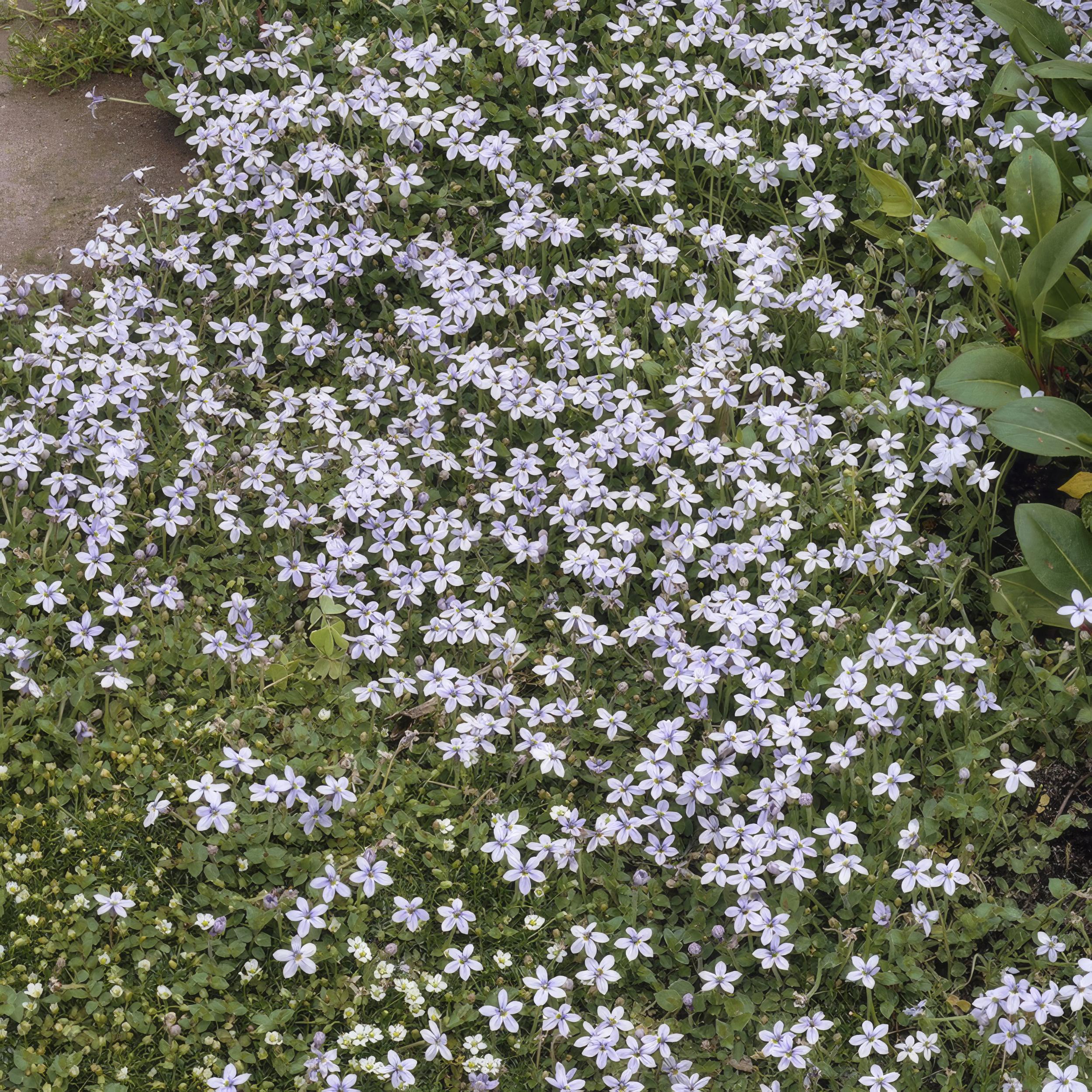 6x Isotoma fluviatilis - ↕10-25cm - Ø9cm