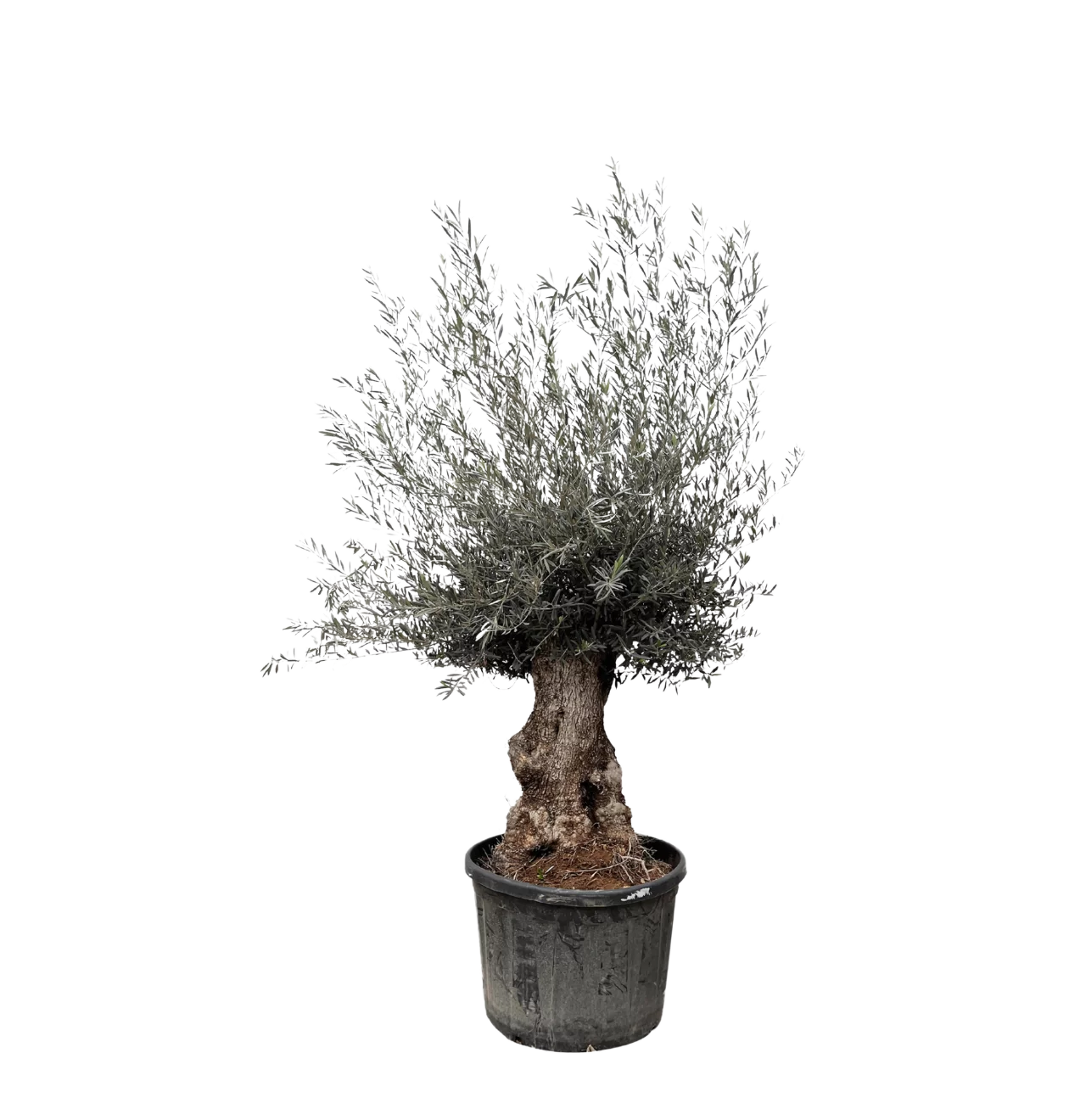Olea Europaea “Bonsai” | Olivenbaum Bonsai | +/- 225cm | ø 80cm Topf