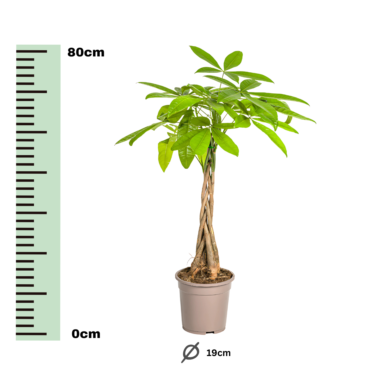 Pachira Aquatica | Glückskastanie | +/- 80cm | ø 19cm Topf