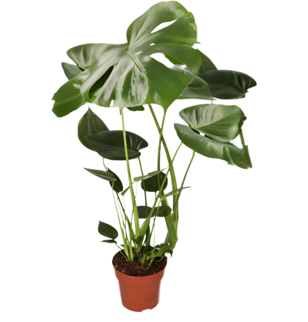 3er-Set | Monstera | Einblatt | Glückskastanie | +/- 40-65cm | ø 12-15cm Topf 