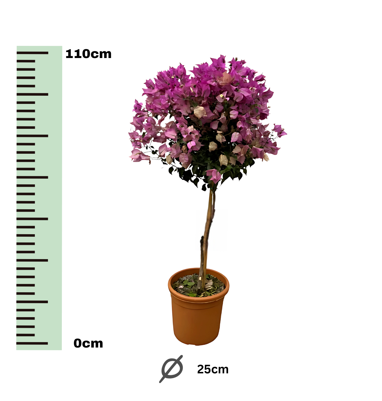 Bougainvillea auf Stamm | Drillingsblume | +/- 110cm | ø 25cm