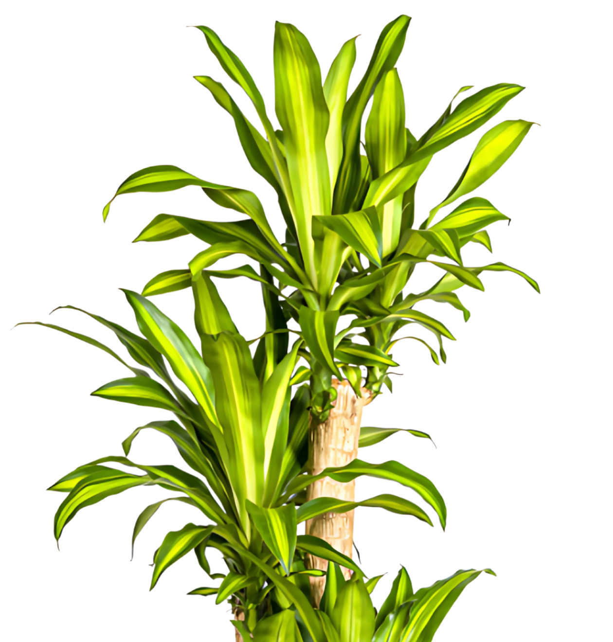 Dracaena Fragrans “Massangeana” | Drachenbaum | +/- 180cm | ø 30cm Topf