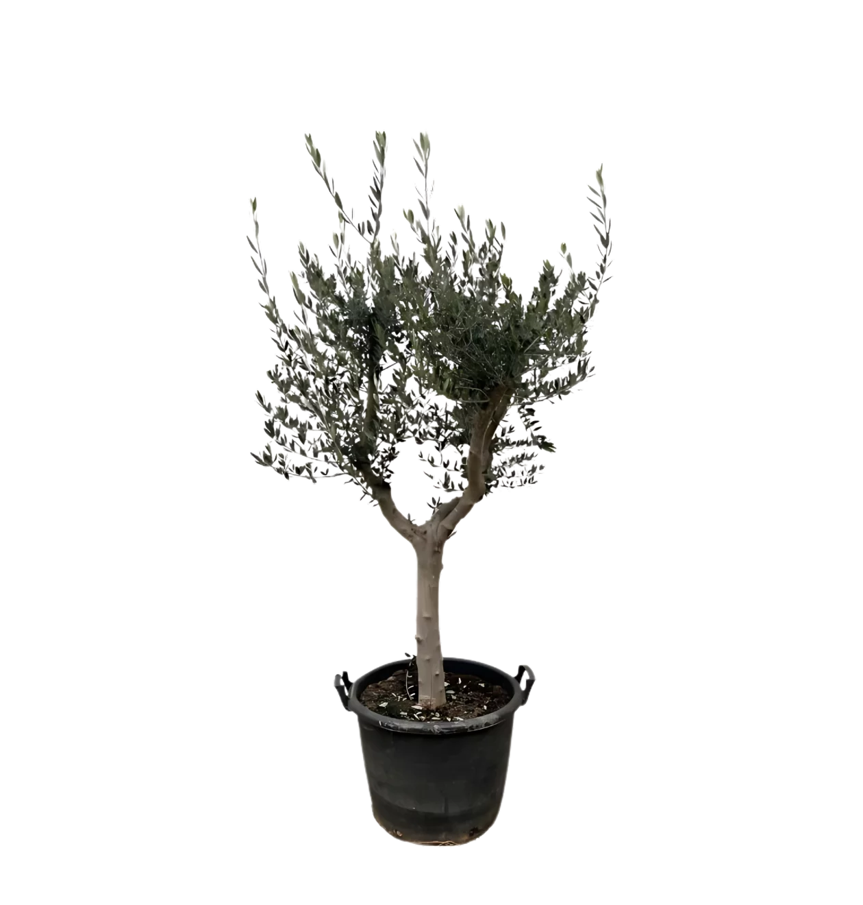 Olea Europaea “Cultivo” | Olivenbaum | +/- 200cm | ø 45cm Topf