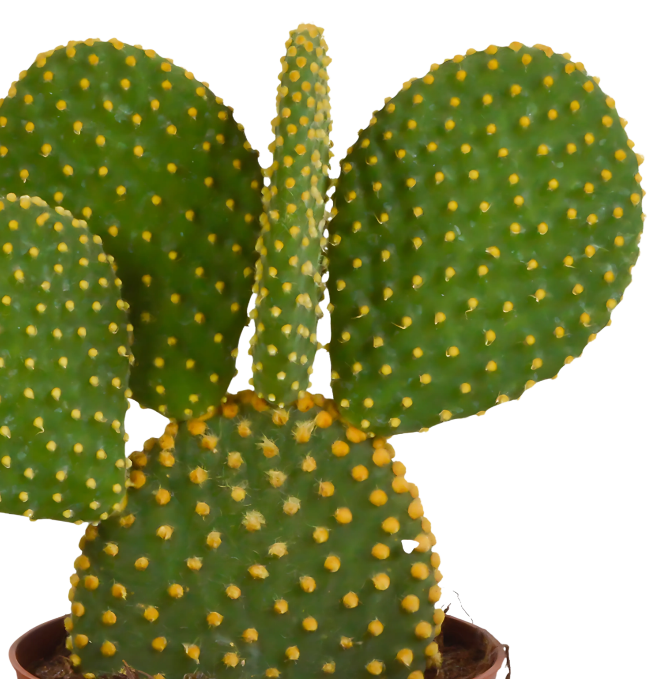 Opuntia Microdasys (Ohne Topf) | Engelsohr Kaktus | +/- 15-30cm | ø 12cm Topf