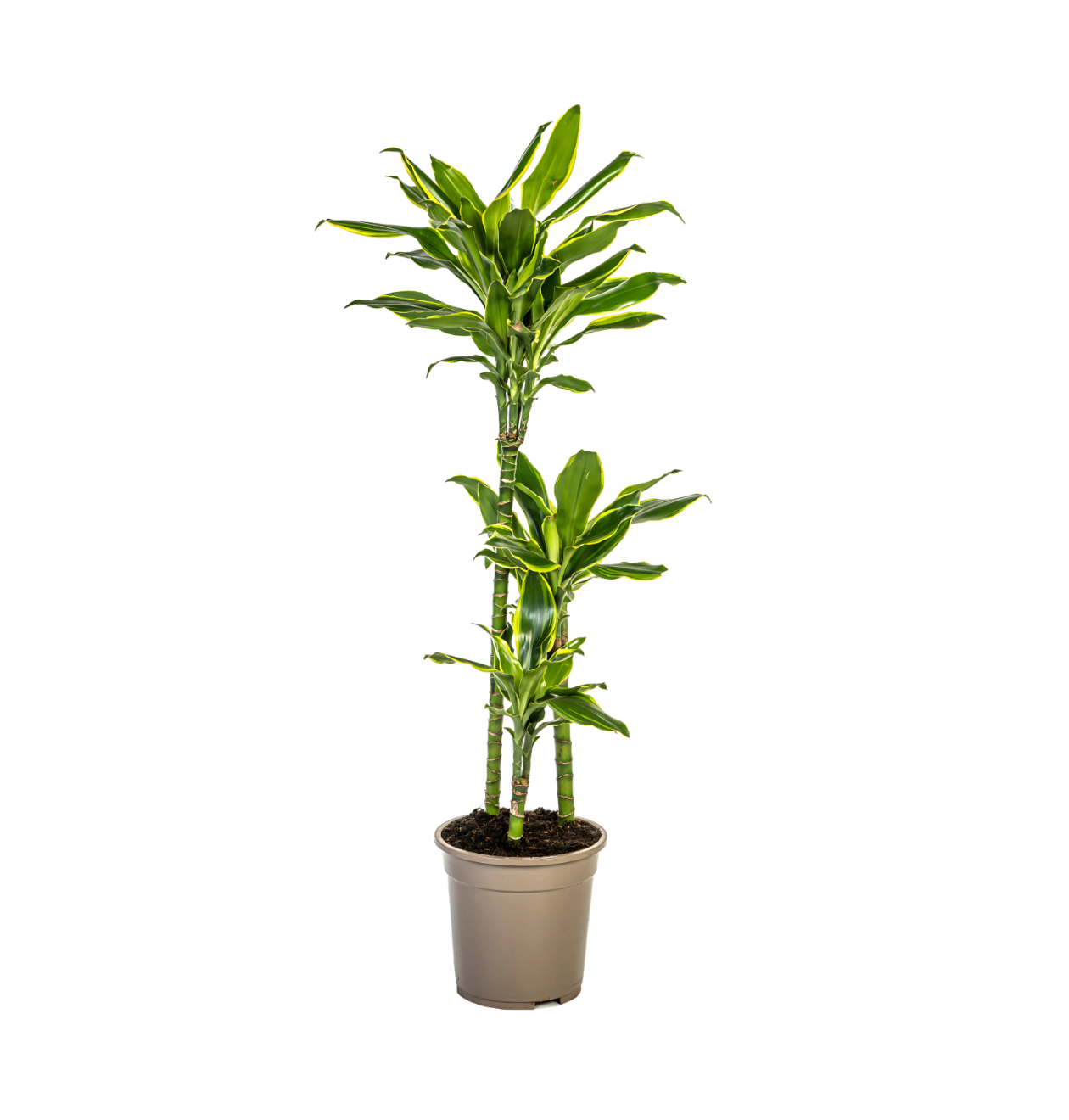 Dracaena Fragrans “Golden Coast” | Drachenbaum | +/- 100cm | ø 21cm Topf