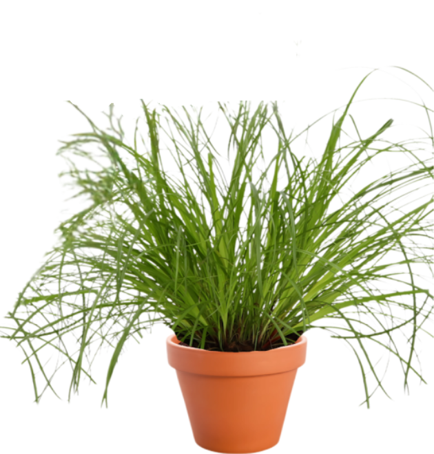 3er-Set | Einblatt | Drachenbaum | Katzengras | +/- 50-60cm | ø 12-15cm Topf 