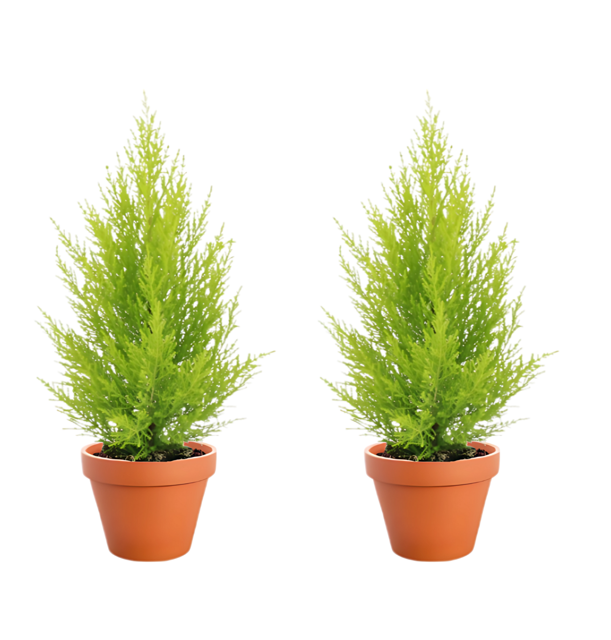 2er-Set Zimmerzypresse | Goldcrest | +/- 40-50cm | ø 12-15cm Topf 