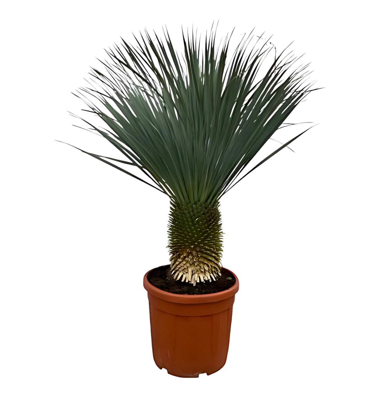 Yucca rostrata | Blaue Palmlilie | +/- 160cm | ø 50cm