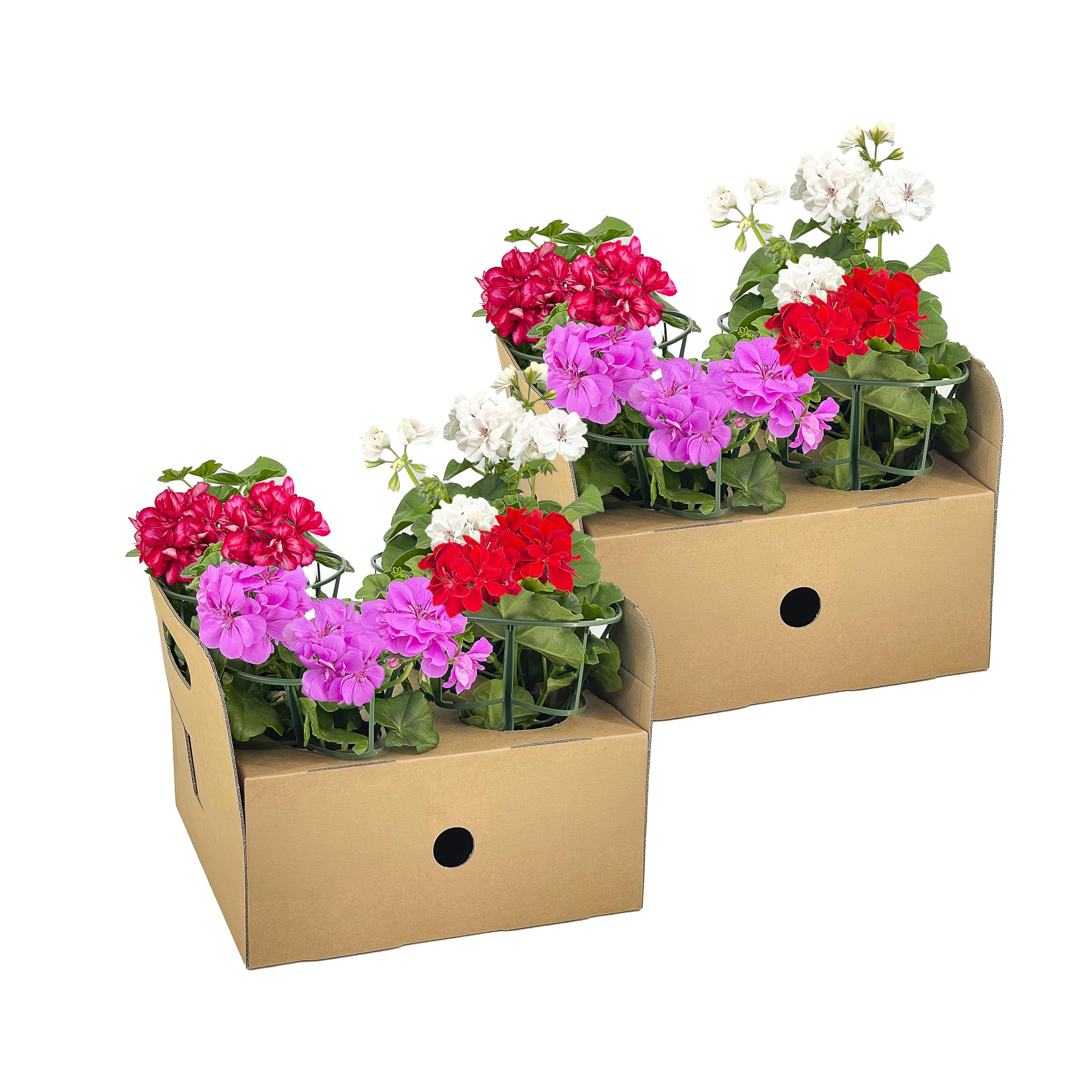 8x Pelargonium peltatum Mix Ø12 cm - ↕20 cm