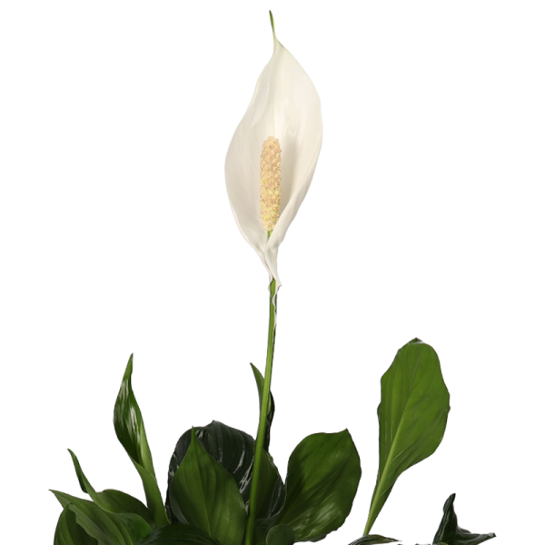 5er Set Luftreinigende Pflanzen | Monstera | Einblatt | Dieffenbachie | Goldfruchtpalme | Calathea | +/- 40-50cm | ø 12-15cm Topf