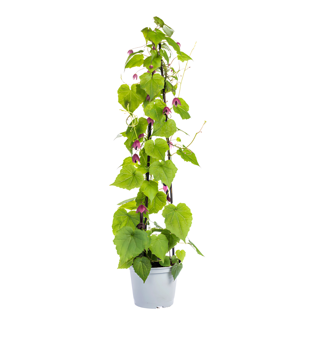 Rhodochiton atrosanguineum “Purple Bells” (4 Stück) | Purpurglöckchen | +/- 60cm | ø 13cm 