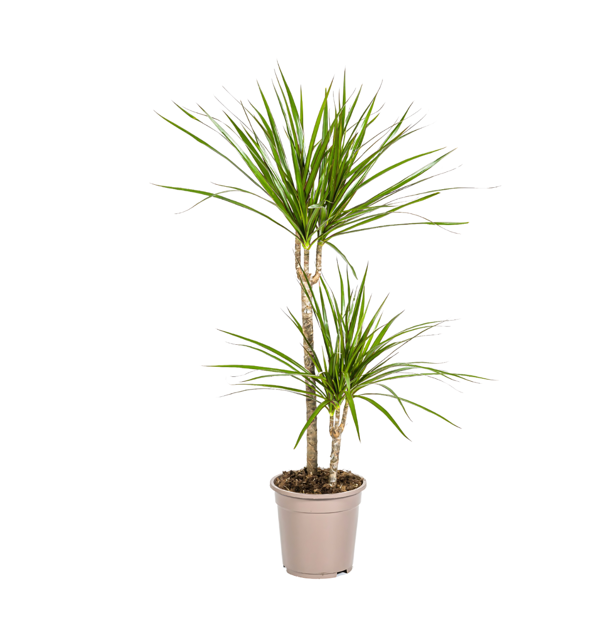 Dracaena Marginata “Green” | Drachenbaum | +/- 80cm | ø 19cm Topf