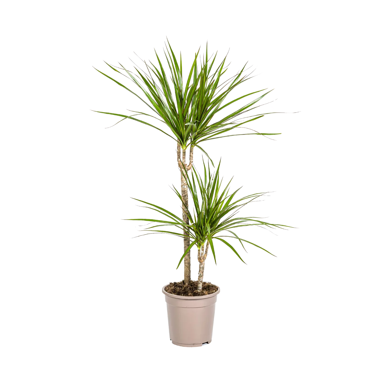Dracaena Marginata “Green” | Drachenbaum | +/- 80cm | ø 19cm Topf