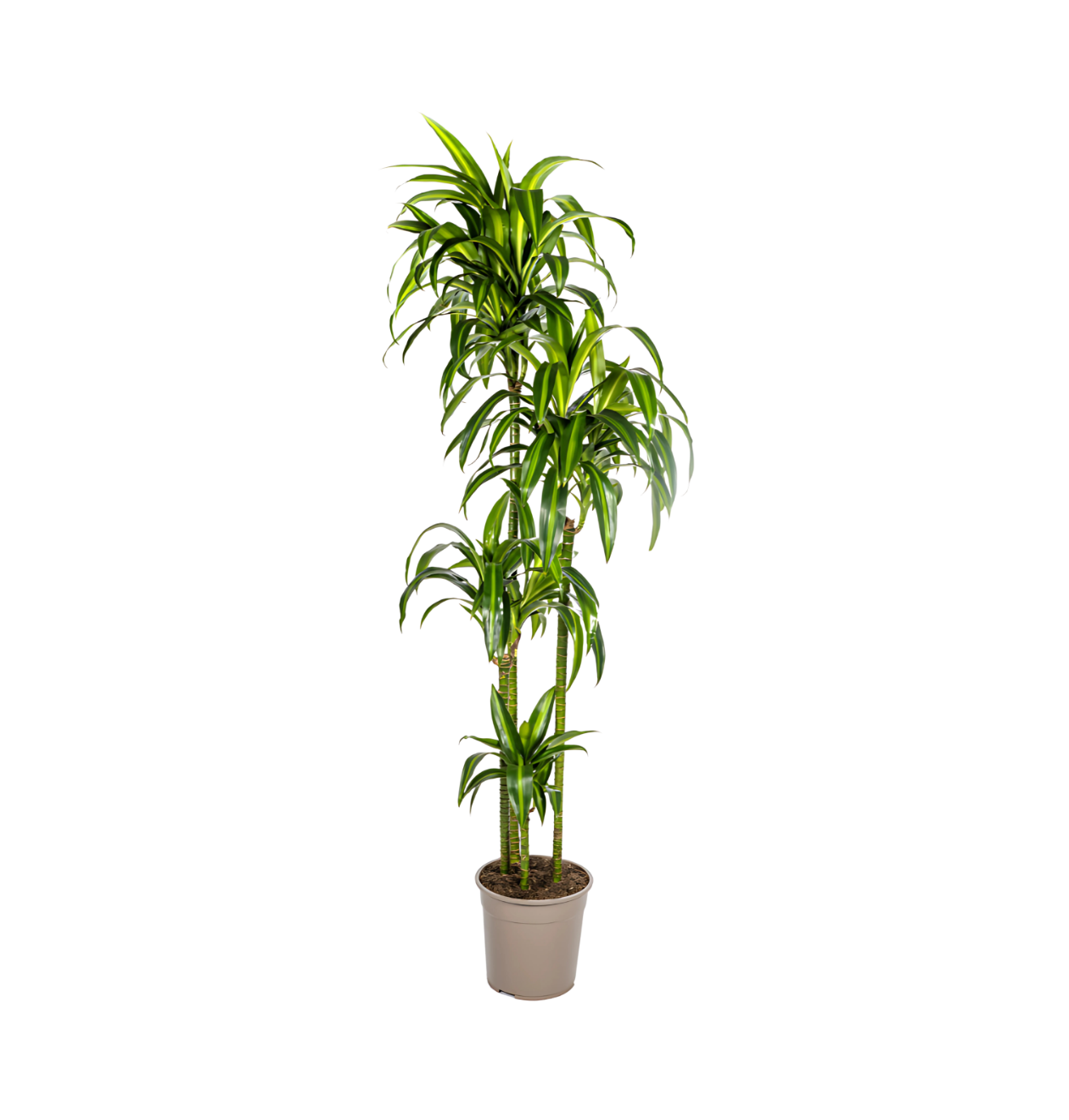 Dracaena Deremensis “Hawaiian Sunshine” | Drachenbaum | +/- 180cm | ø 27cm Topf