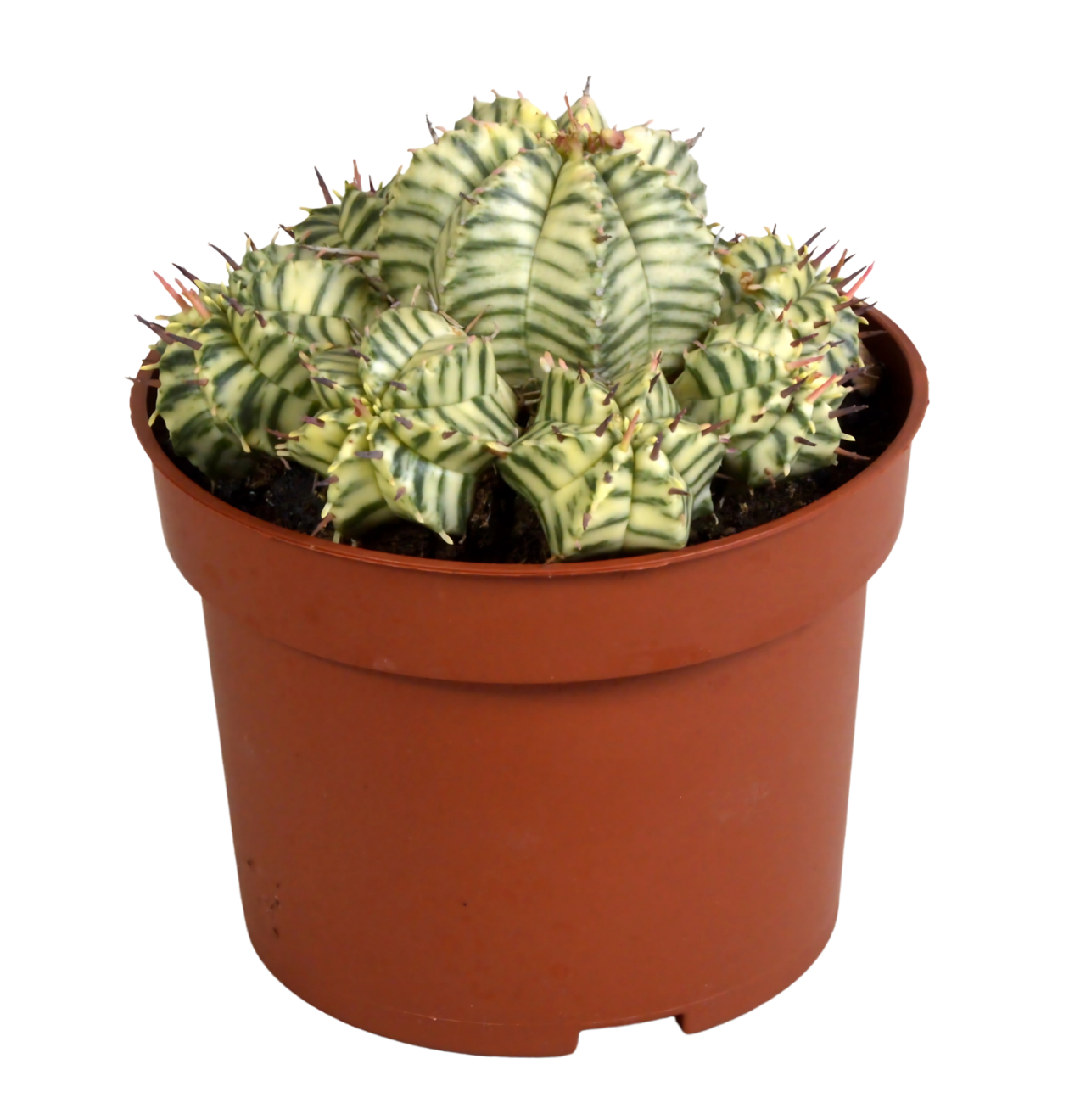 Euphorbia meloformis variegata | Melonen-Wolfsmilch | +/- 10-22cm | ø 10,5cm Topf