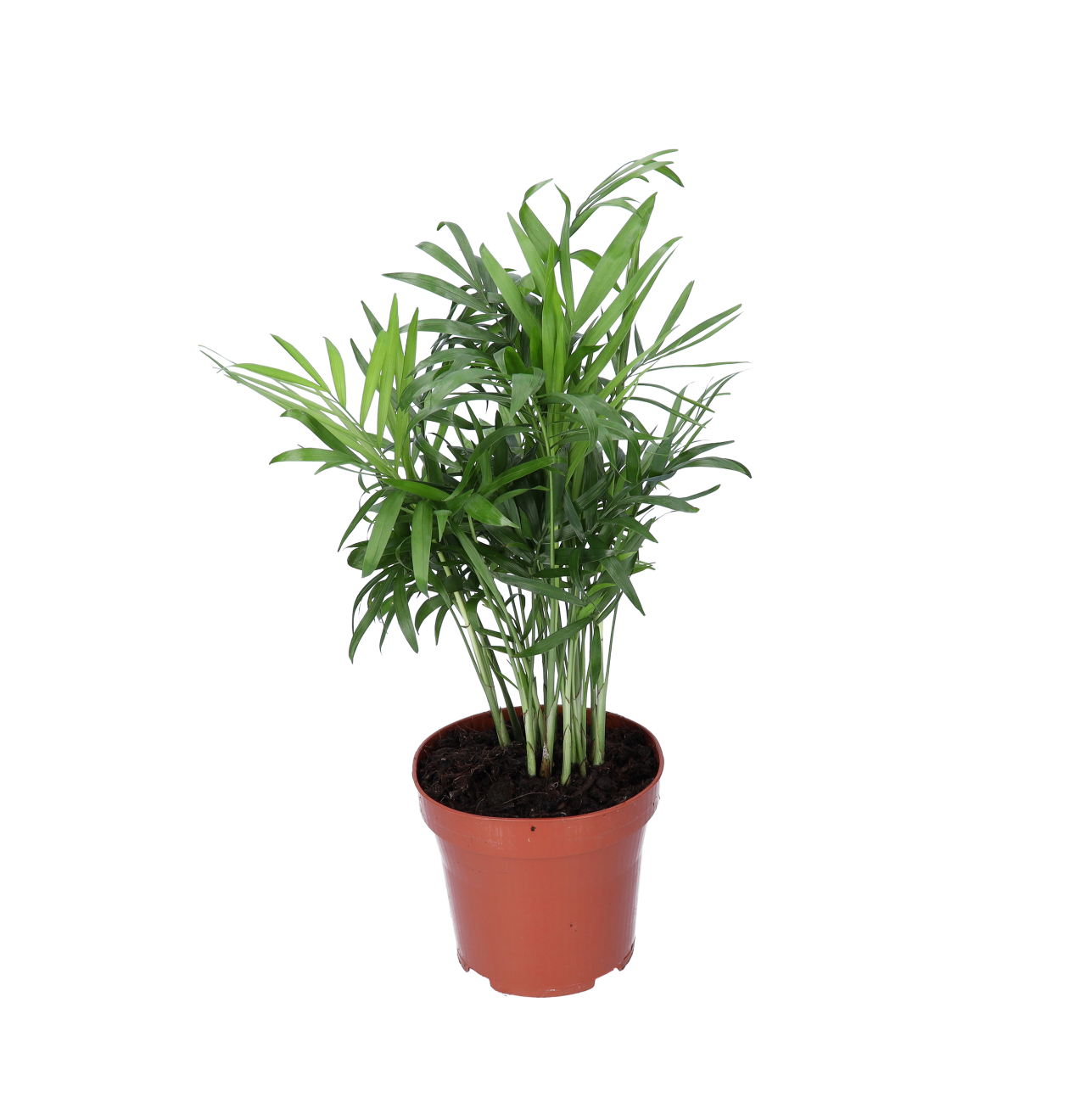 3er-Set | Bergpalme | Chamaedorea elegans | +/- 40-45cm | ø 12-15cm Topf 