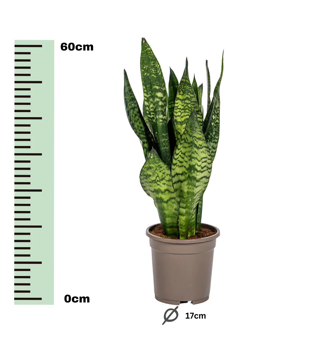 Sansevieria Trifasciata “Zeylanica Compacta” | Bogenhanf | +/- 60cm | ø 17cm Topf