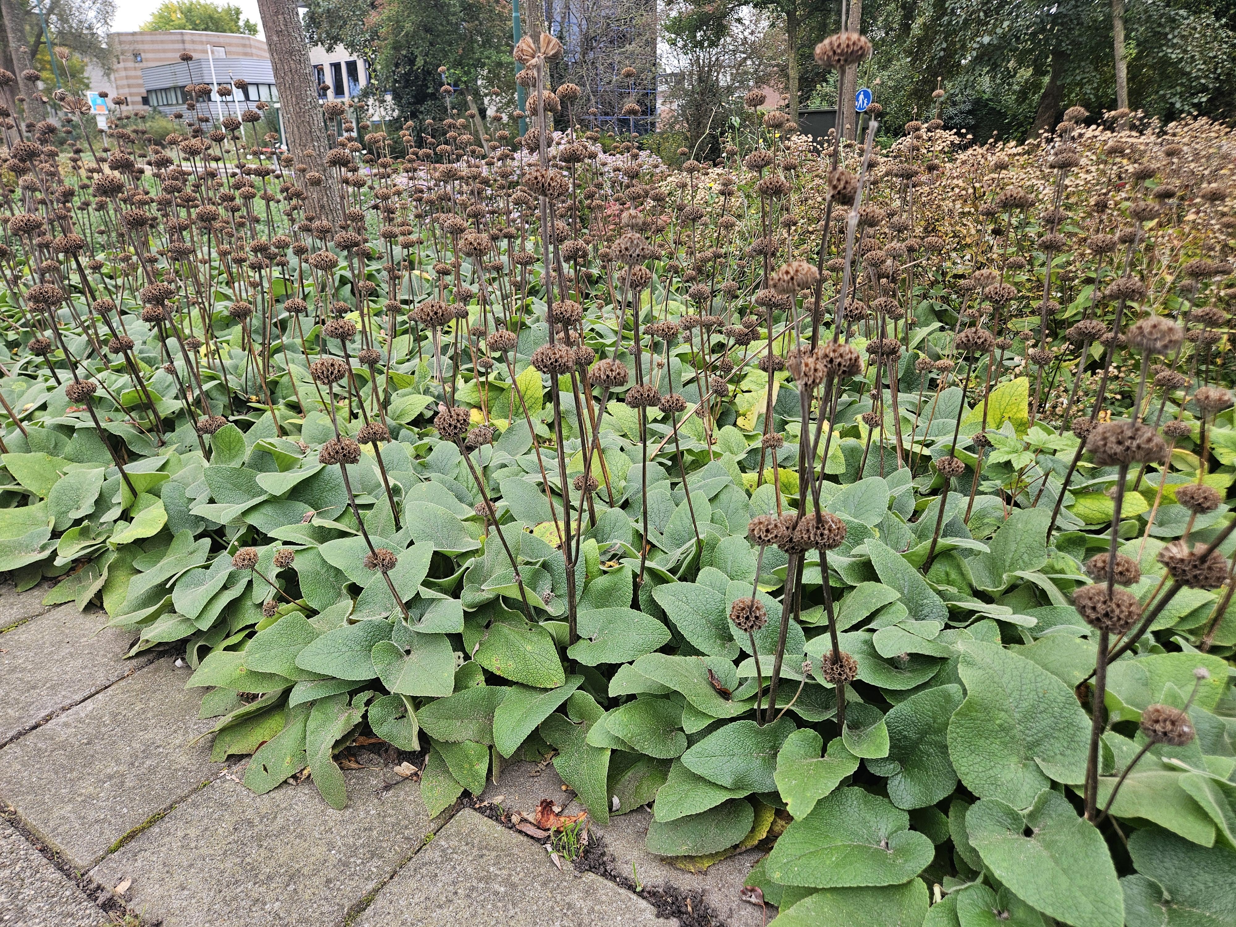 6x Phlomis russeliana - ↕10-25cm - Ø9cm