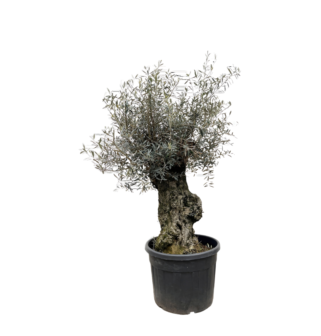 Olea Europaea “Bonsai” | Olivenbaum Bonsai | +/- 250cm | ø 65cm Topf