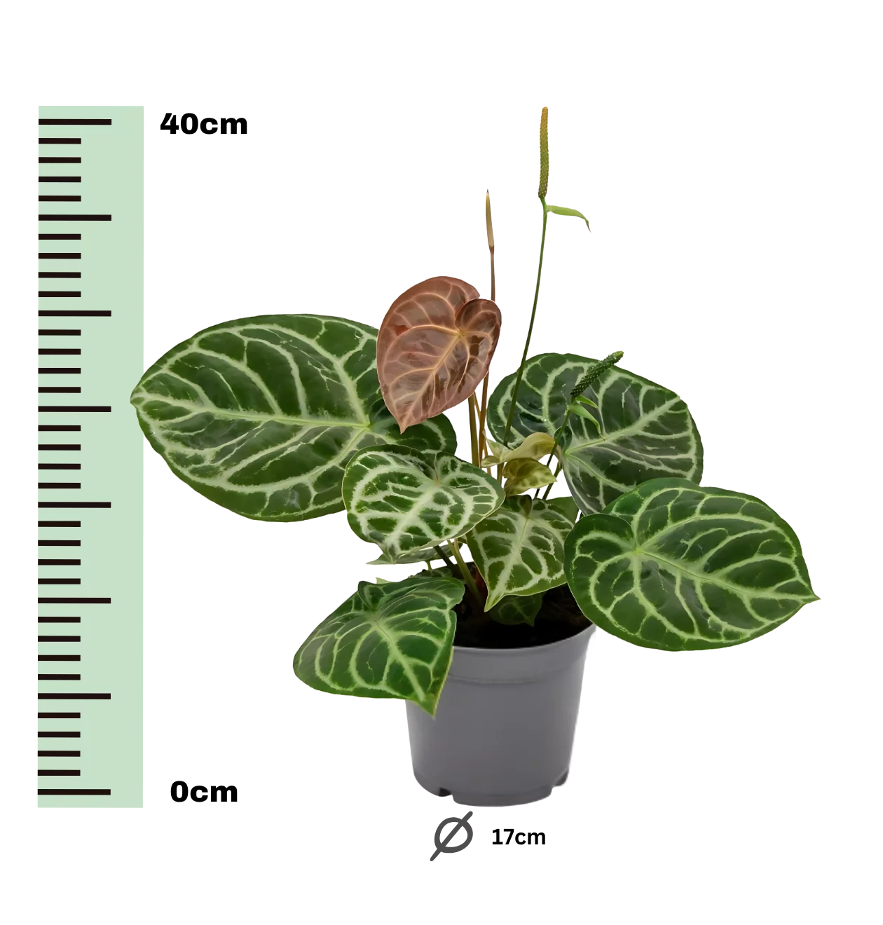 Anthurium “Crystal Hybride Compact” | Kompakte Kristall-Flamingoblume | +/- 40cm | ø 17cm Topf