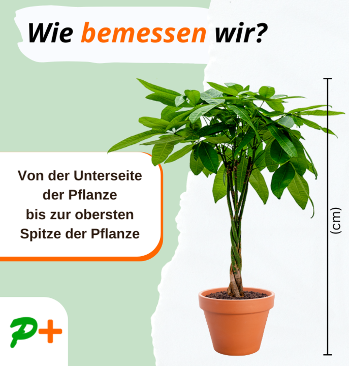 2er-Set | Glückskastanie | +/- 70-80cm | ø 12-15cm Topf