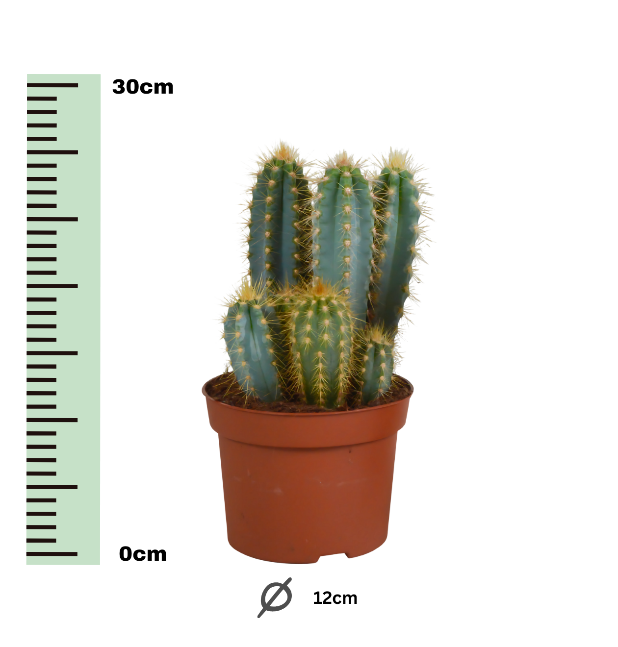 Pilosocereus azureus (Ohne Topf) | Azurblauer Säulenkaktus | +/- 15-30cm | ø 12cm Topf