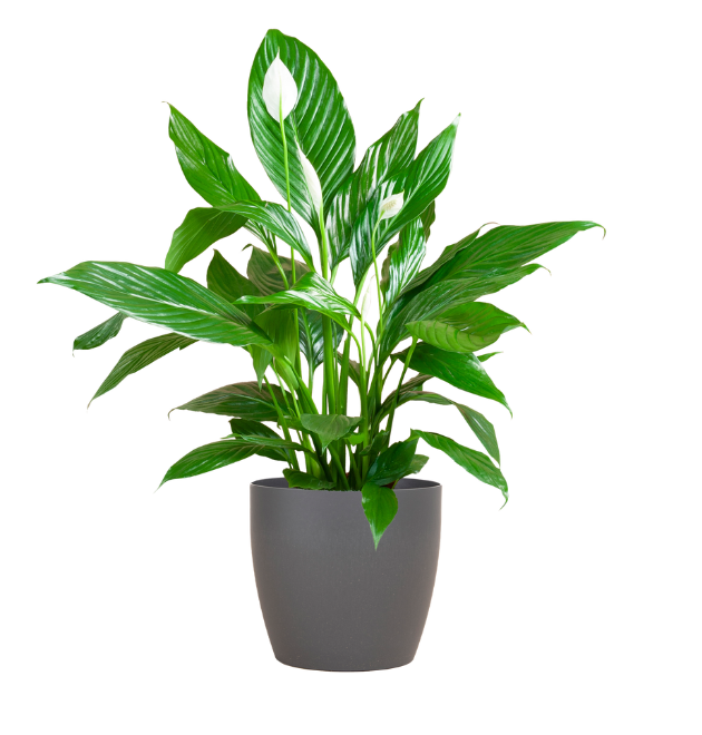 3er-Set | Einblatt | Drachenbaum | Katzengras | +/- 50-60cm | ø 12-15cm Topf 