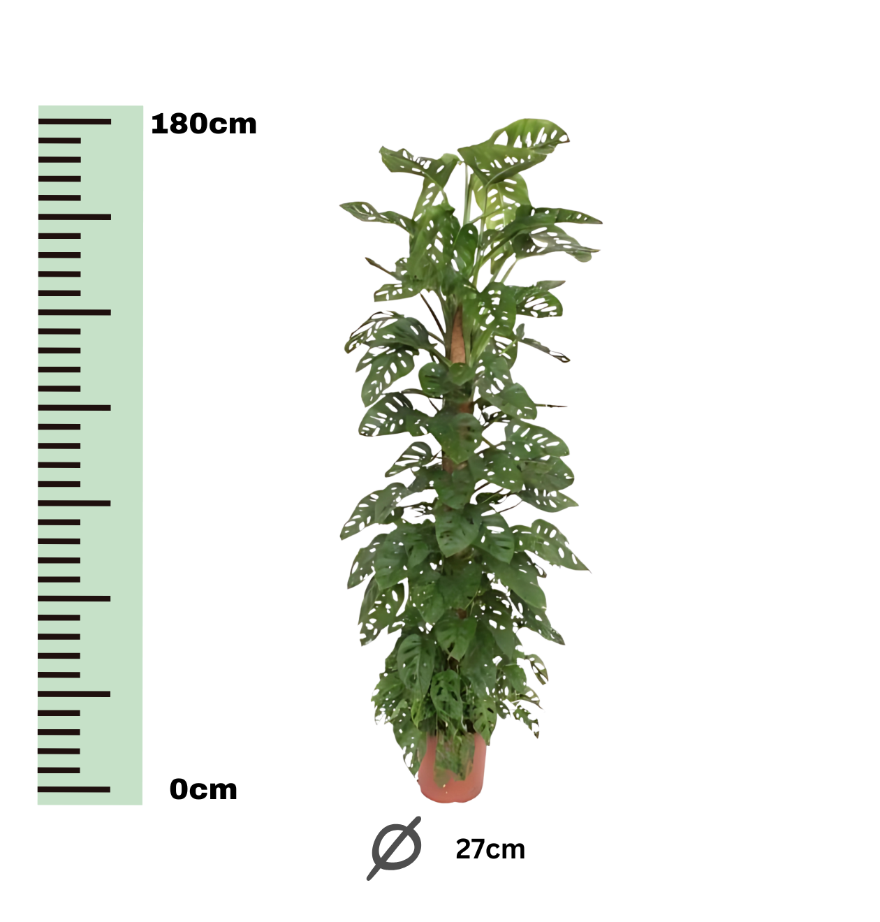 Monstera “Monkey Leaf” mit Moosstab | Affenblatt | +/- 180cm | ø 27cm Topf