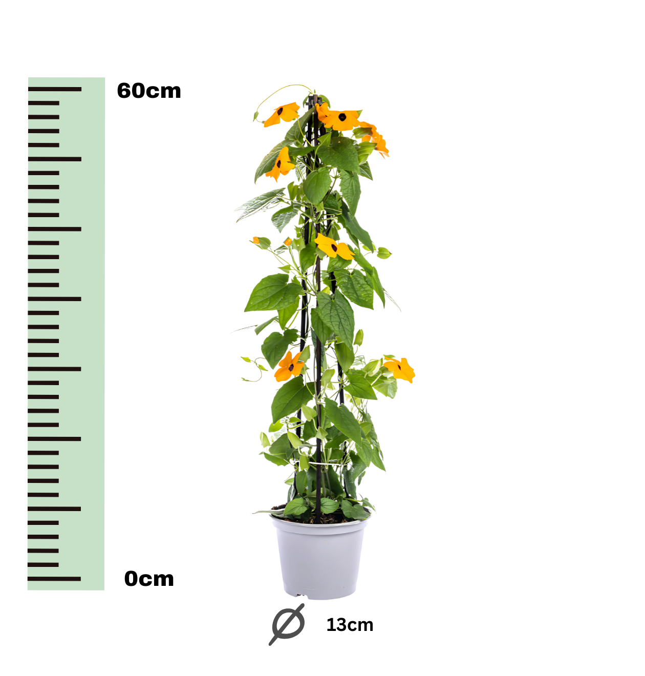 Thunbergia alata “Sunny Susy New Orange” (4 Stück) | Schwarzäugige Susanne | +/- 60cm | ø 13cm