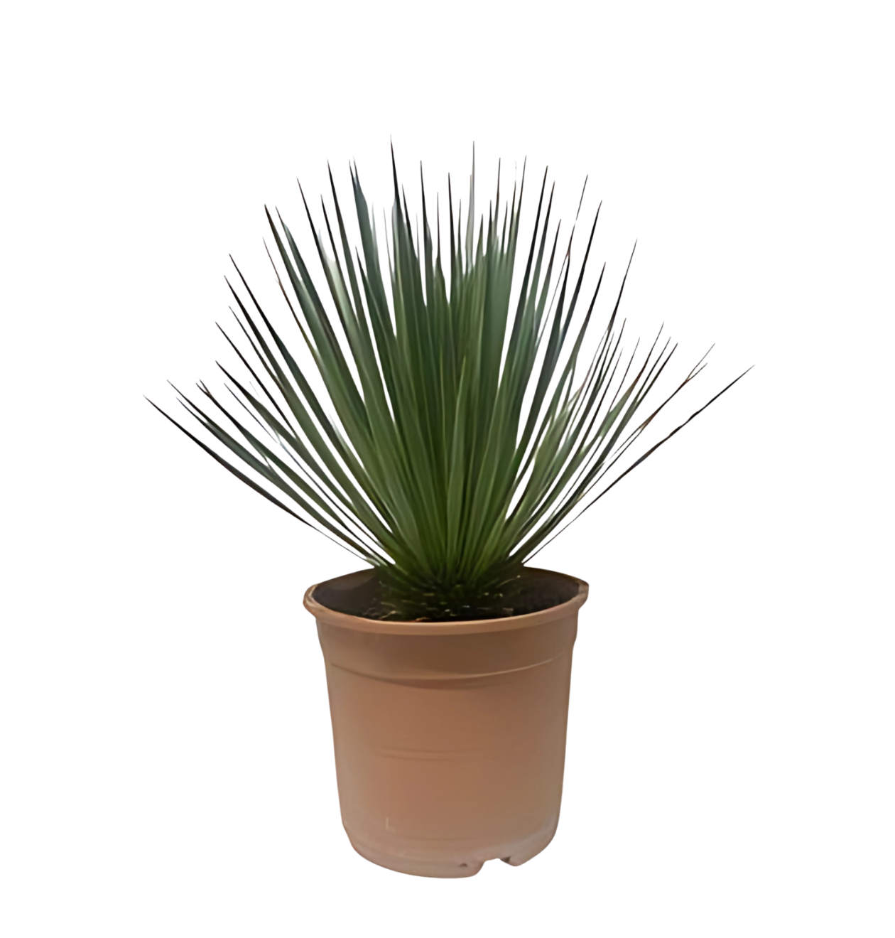 Yucca rostrata | Blaue Palmlilie | +/- 60cm | ø 24cm