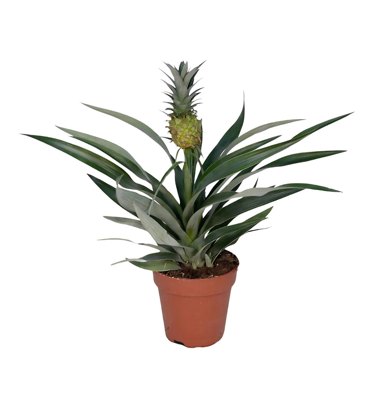 Bromelia “Ananas” | Ananaspflanze | +/- 30cm | ø 12cm Topf