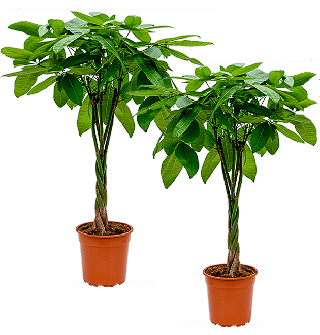2er-Set | Glückskastanie | +/- 70-80cm | ø 12-15cm Topf