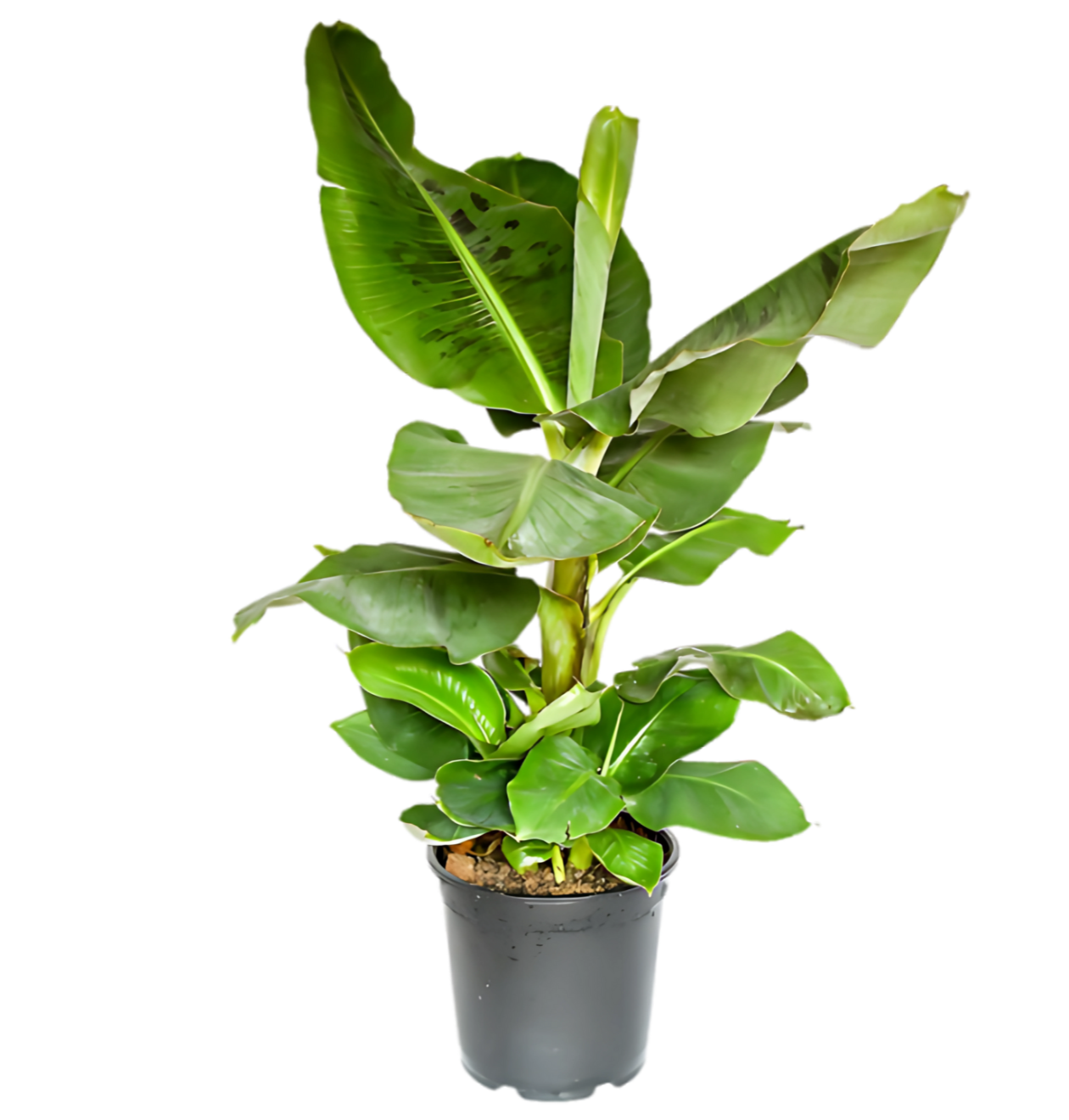 6er-Set “Exotica” | Bananenpflanze | Korbmarante | Affenblatt | Efeutute | Bogenhanf | Monstera | +/- 25-50cm | ø 12-15cm Topf 