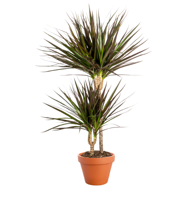 5er-Set | Grünlilie | Katzengras | Drachenbaum | Korbmarante | Einblatt | +/- 40-60cm | ø 12-15cm Topf