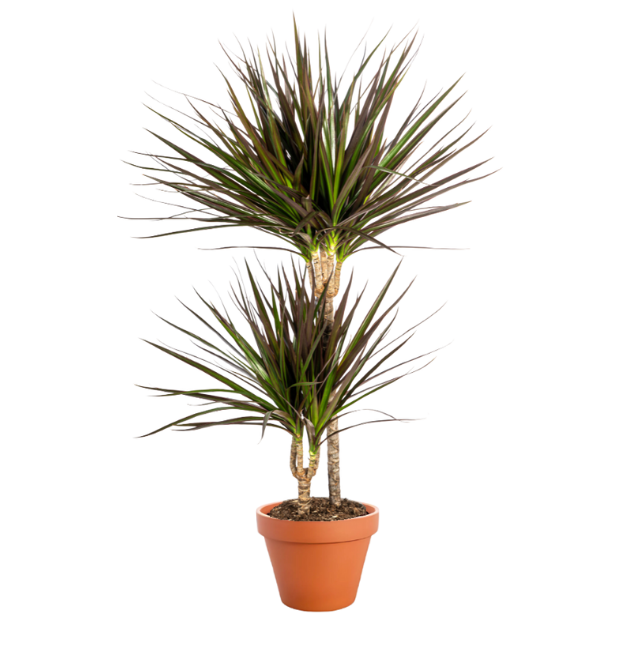 3er Set | Drachenbaum | +/- 40-50cm | ø 12-15cm Topf 