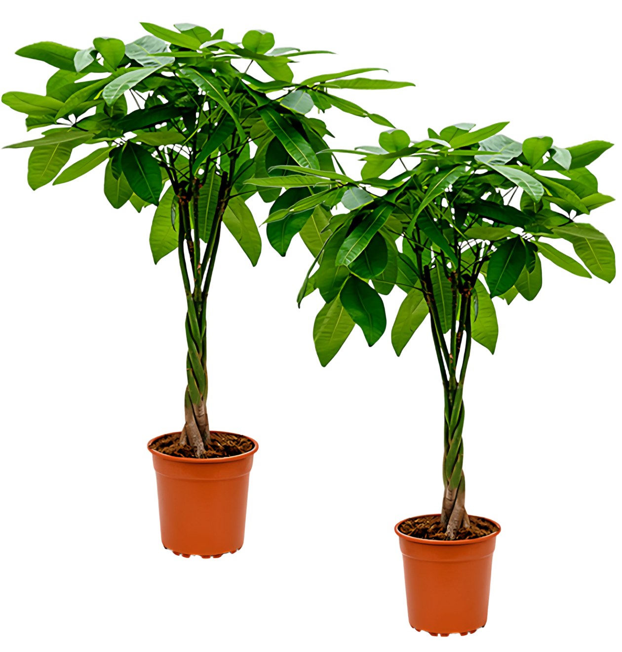 2er-Set | Glückskastanie | +/- 70-80cm | ø 12-15cm Topf