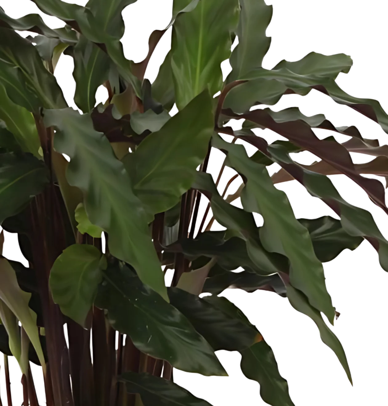 Calathea “Elgergrass” | Korbmarante | +/- 40cm | ø 12cm Topf