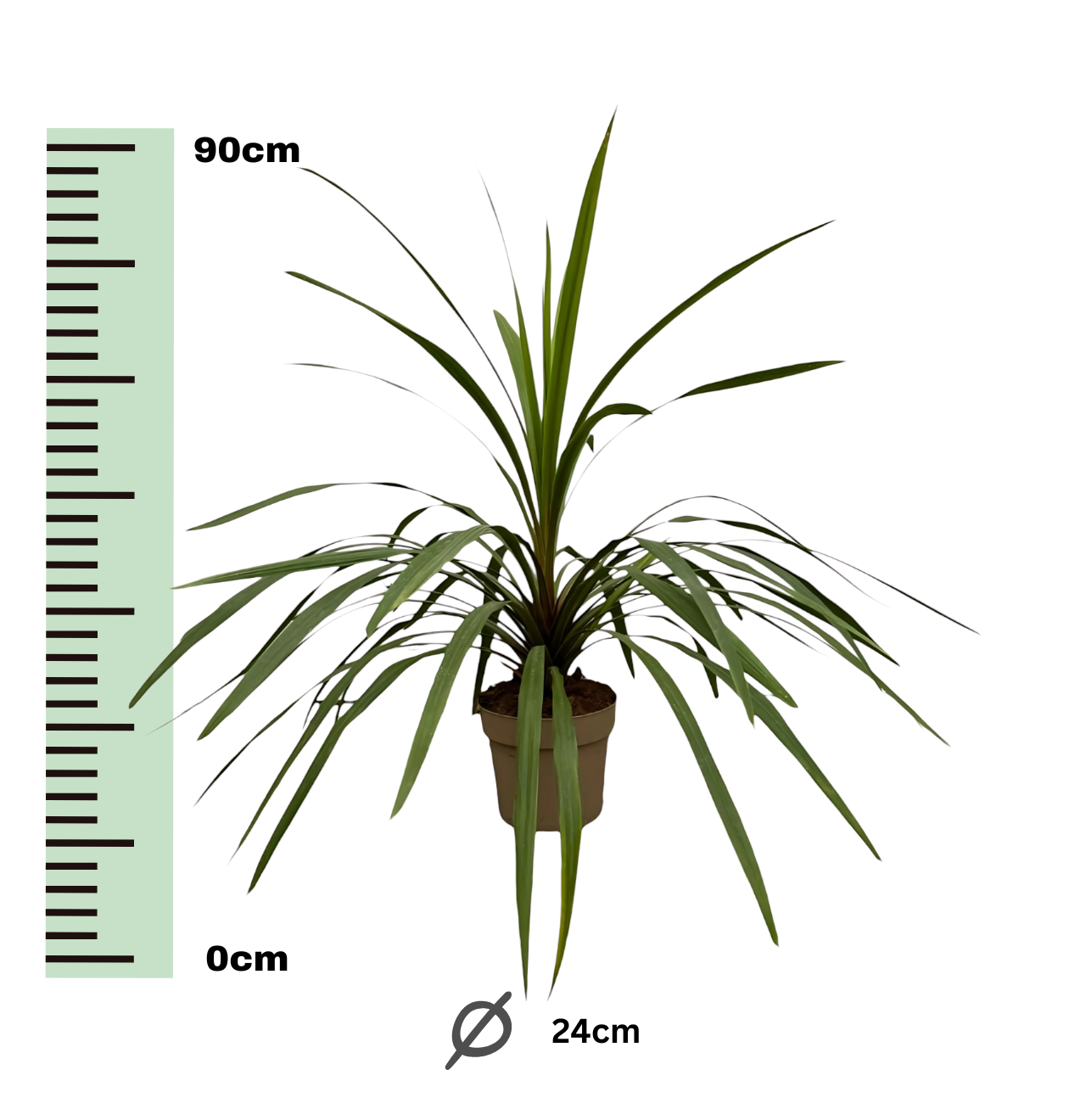 Cordyline “Peko” | Keulenlilie | +/- 90cm | ø 24cm