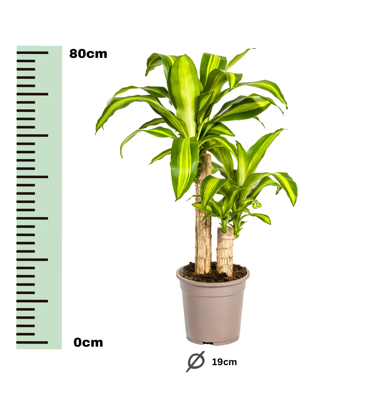 Dracaena Fragrans “Massangeana” | Drachenbaum | +/- 80cm | ø 19cm Topf