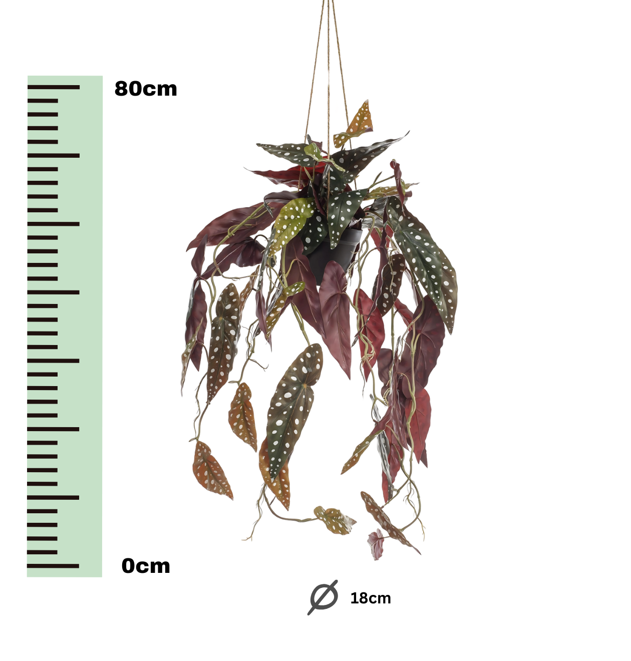 Künstliche Begonia “Maculata” | Stippenbegonia | +/- 80cm | ø 18cm Topf