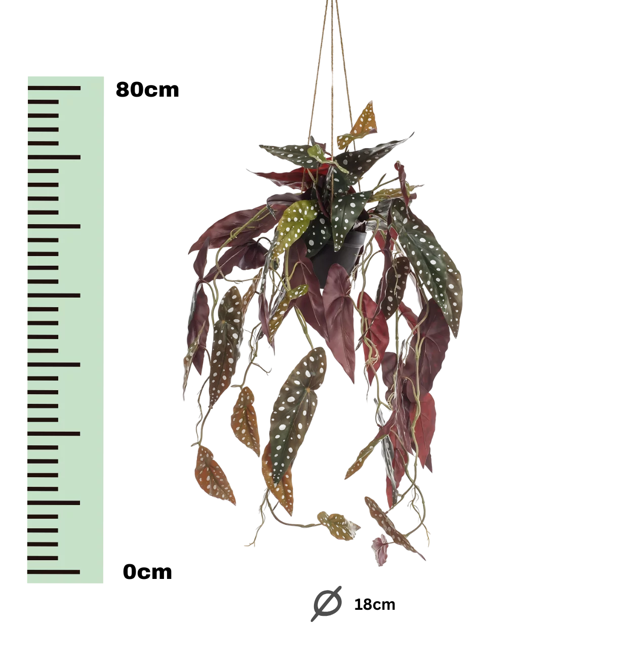 Künstliche Begonia “Maculata” | Stippenbegonia | +/- 80cm | ø 18cm Topf