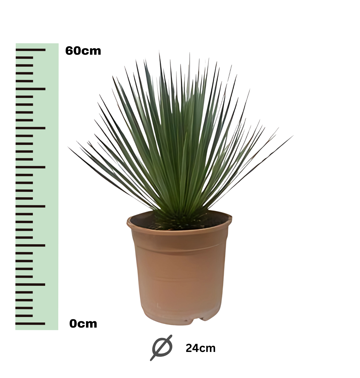 Yucca rostrata | Blaue Palmlilie | +/- 60cm | ø 24cm
