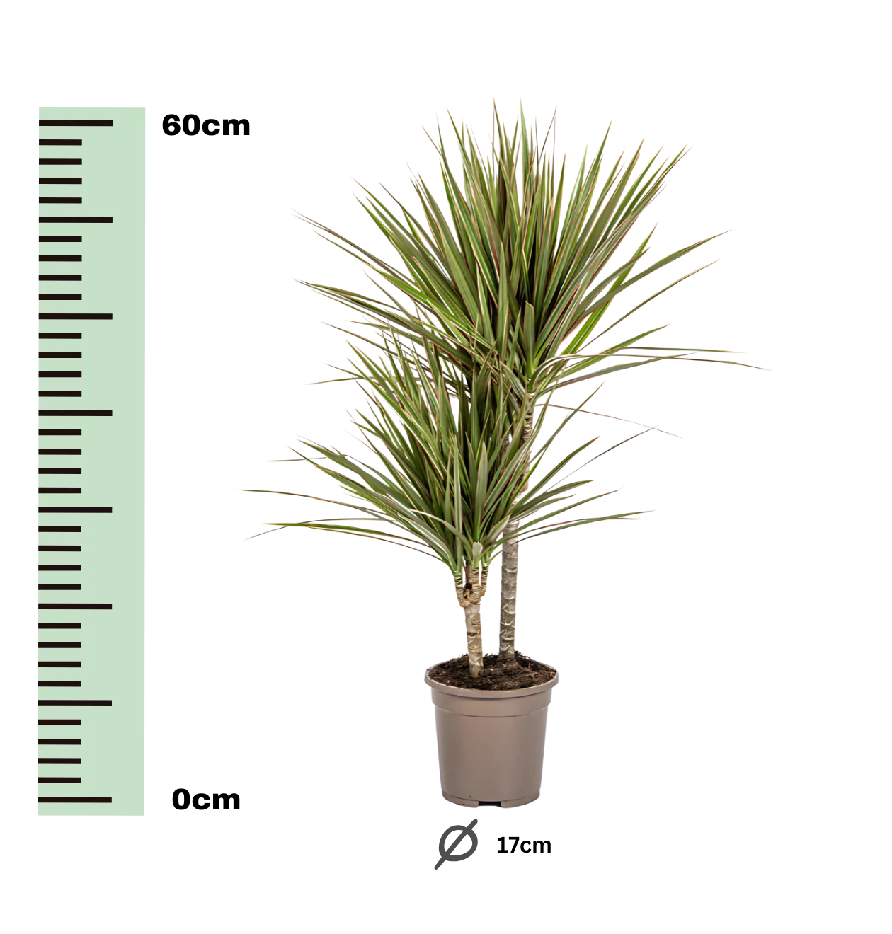Dracaena Marginata “Bicolor” | Drachenbaum | +/- 60cm | ø 17cm Topf