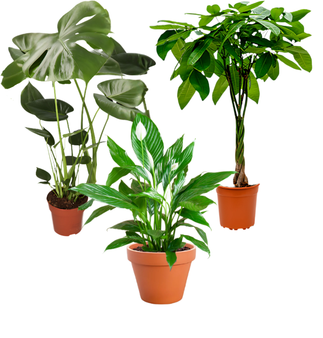 3er-Set | Monstera | Einblatt | Glückskastanie | +/- 40-65cm | ø 12-15cm Topf 
